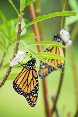Newly emerged Monarch butterfly (danaus plexippus) and its chrysalis shell hanging on milkweed leaf.  clipart