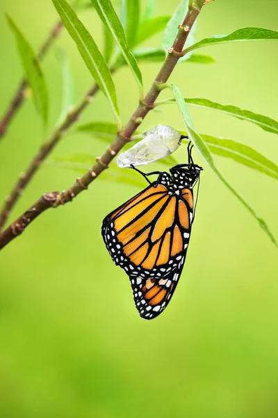 新しく出現したモナーク蝶 Danaus Plexippus とそのクリスタリスの殻は ミルクウィードの枝にぶら下がっています 緑の背景 ストックフォト