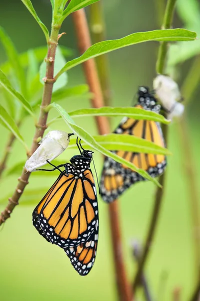 新出现的帝王蝶 Danaus Plexippus 和挂在米草叶上的菊花壳 免版税图库照片