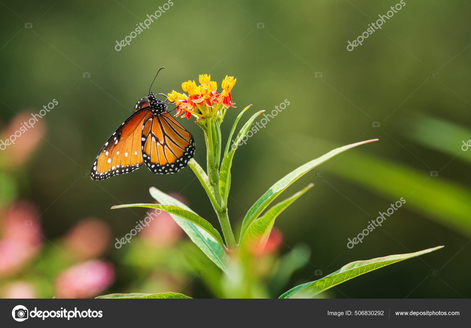 ポートフォリオ Krisrobin ストック写真 イラストとベクターアート Depositphotos ポートフォリオ Krisrobin ストック写真 イラストとベクターアート Depositphotos