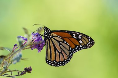 Kral Kelebeği (danaus plexippus))