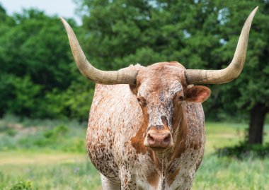 texas longhorn mera üzerinde closeup