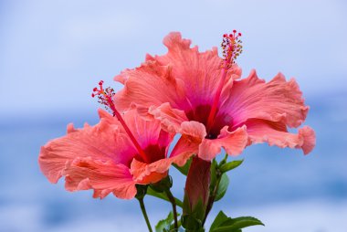 şeftali ve pembe renkli hibiscus çiçek