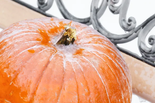 Primo piano di una zucca coperta di ghiaccio — Foto Stock