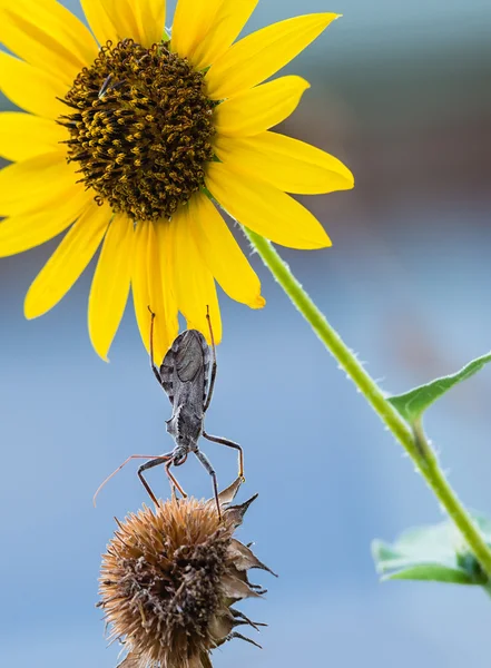 Radwanze (arilus cristatus) auf Sonnenblumen — Stockfoto