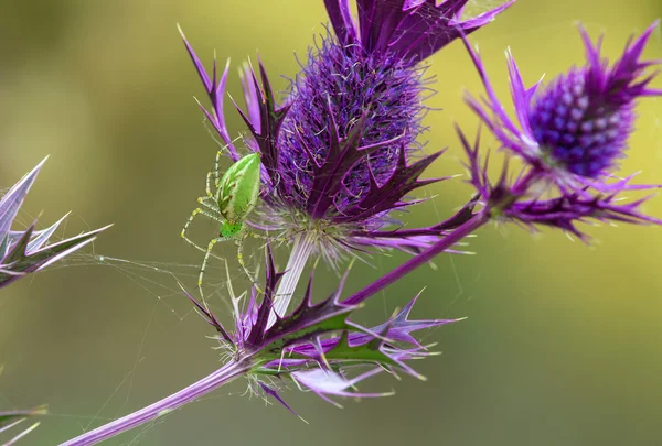 绿色猞猁蜘蛛 （peucetia 草绿色) — 图库照片