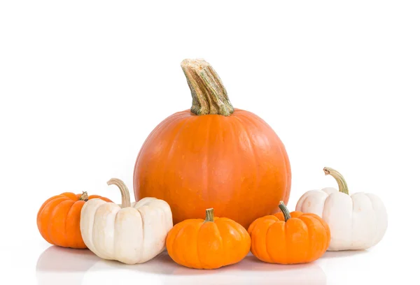 Calabazas sobre fondo blanco — Foto de Stock