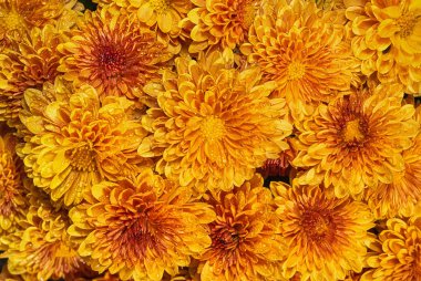 Sonbahar anneler veya Kasımpatı çiçek