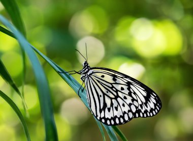 Kağıt uçurtma kelebek