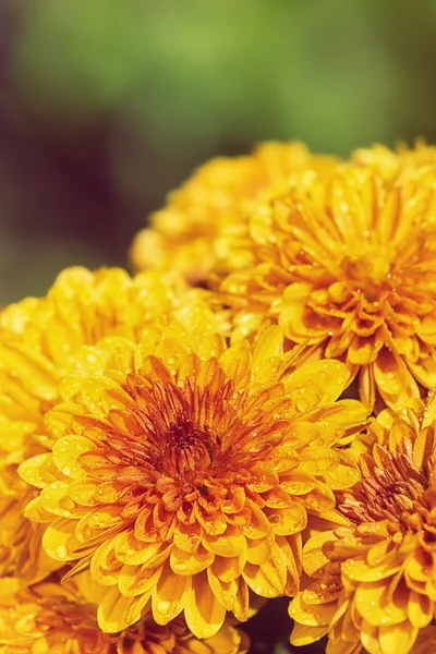 Höstens Mums eller krysantemum i blom — Stockfoto