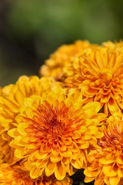 Herbstmütter oder Chrysanthemen in voller Blüte — Stockfoto