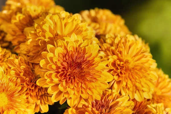 Autumn Mums or Chrysanthemums in bloom — Stock Photo, Image
