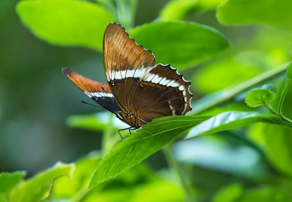 锈色翻页蝴蝶 (在哥伦比亚庇) — 图库照片