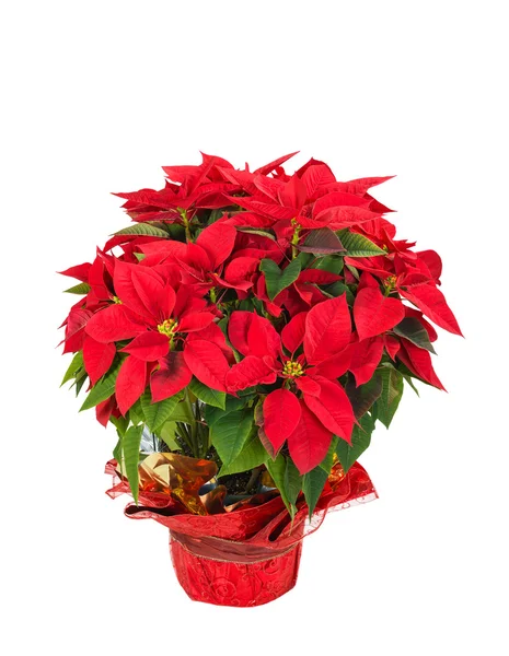 Red poinsettia (Euphorbia pulcherrima) — Stock Photo, Image