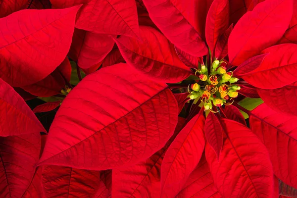 Poinsettia roja o flor de la estrella de Navidad — Foto de Stock