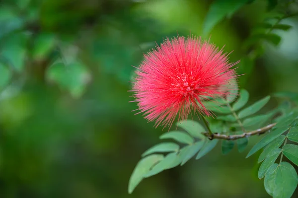 Blühende Mimosen-Baumblume — Stockfoto