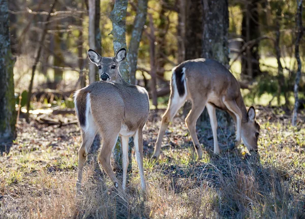 White-Tailed Deer in the woods — Stock Photo, Image
