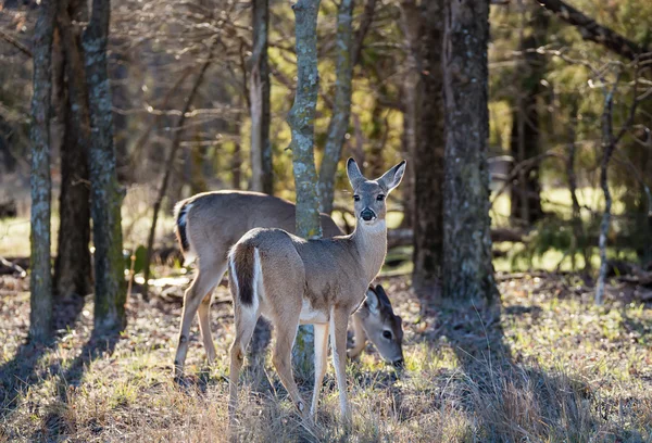 Ak kuyruklu geyik ormanda — Stok fotoğraf