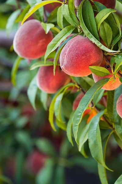 Peach tree fruits — Stock Photo, Image