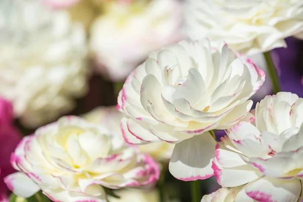 Ranunculus flowers blooming in the spring — Stock Photo, Image