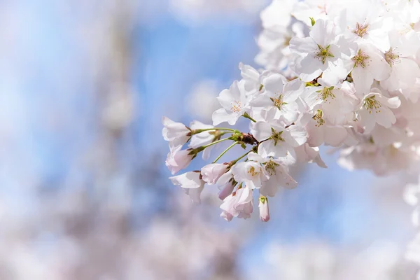 Närbild av körsbärsträd blommar på våren — Stockfoto