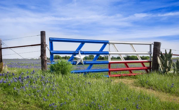 Bluebonnets Texas lungo una recinzione in primavera — Foto Stock