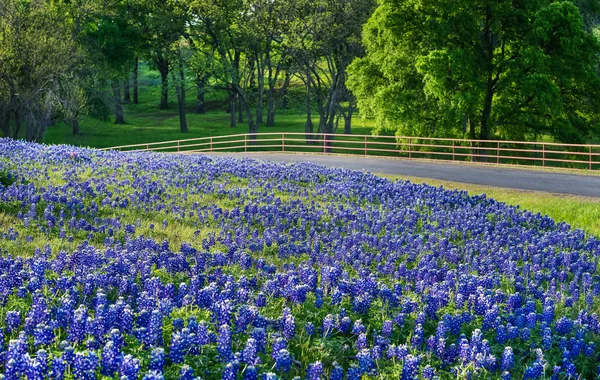 Τέξας bluebonnet πεδίο κατά μήκος του δρόμου χώρα — Φωτογραφία Αρχείου