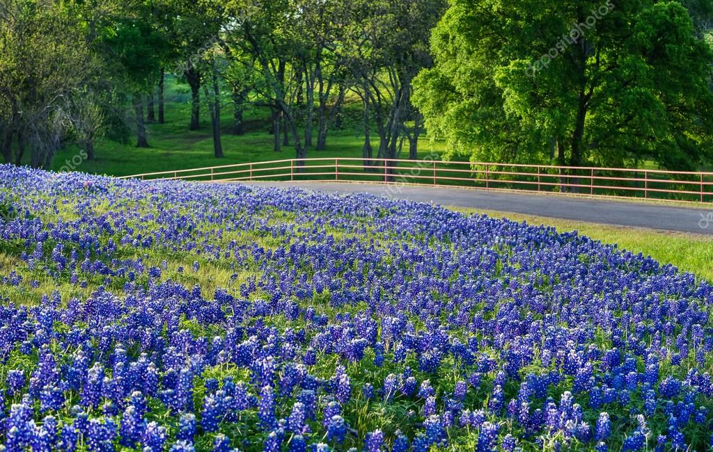 Texas bluebonnet field along country road in early morning light