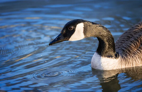 Nahaufnahme der Kanadagans (branta canadensis)) — Stockfoto