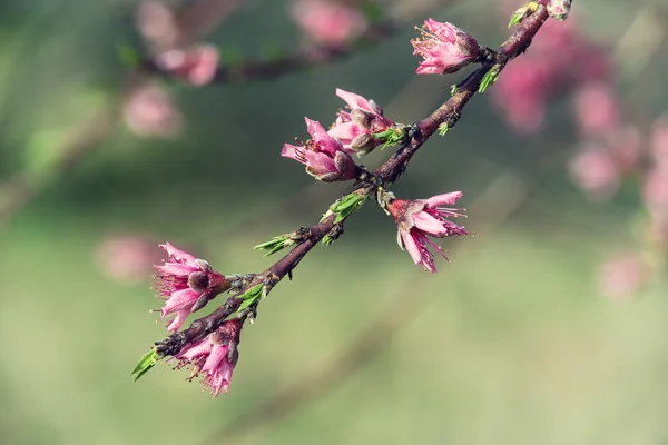 Květy růžové, broskvové strom — Stock fotografie