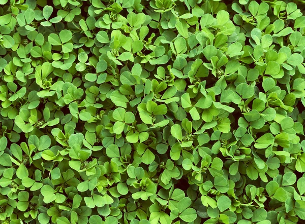 Groen gras klaver achtergrond — Stockfoto