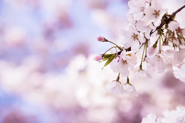 Närbild av körsbärsträd blommar på våren — Stockfoto