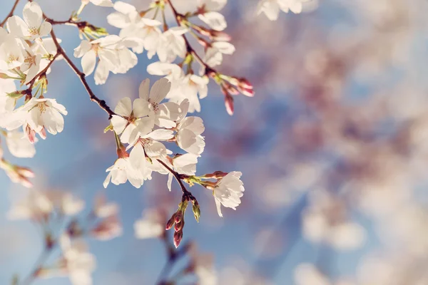 Närbild av körsbärsträd blommar på våren — Stockfoto