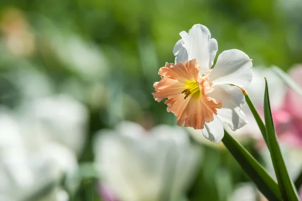 Gros plan de fleur de jonquille fleurissant dans le lit de fleurs — Photo