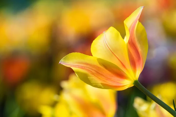 Closeup of yellow tulip blooming in flowerbed — Stock Photo, Image