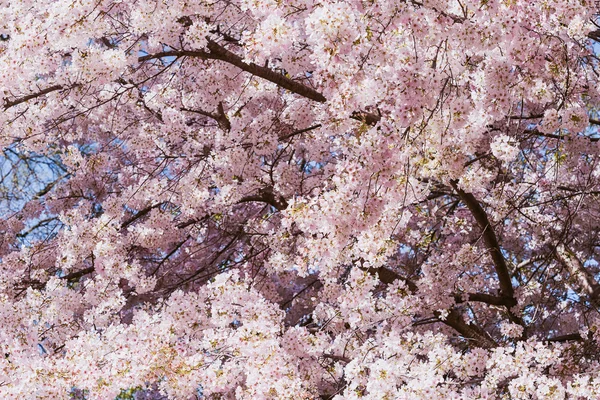 Cerejeira floresce na primavera — Fotografia de Stock