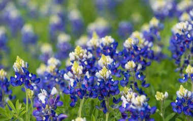 Texas bluebonnets (Lupinus texensis) blooming on the meadow clipart