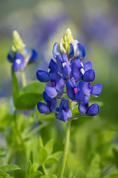 Texas baharda çiçek açan Bluebonnet (Lupinus texensis) — Stok fotoğraf