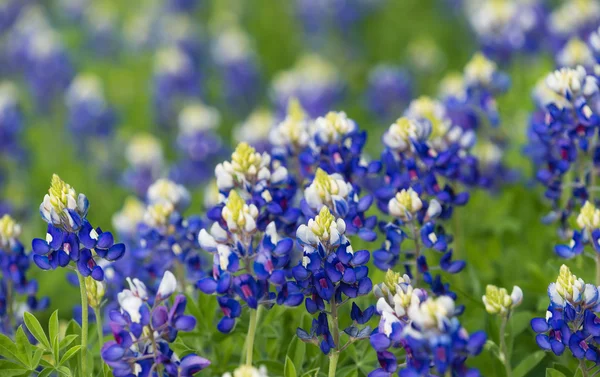 Bluebonnets del Texas (Lupinus texensis) in fiore sul prato — Foto Stock