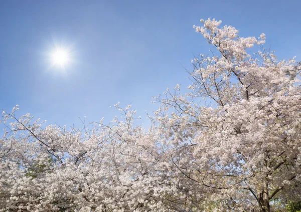 Körsbärsträdet blommar blommar på våren — Stockfoto