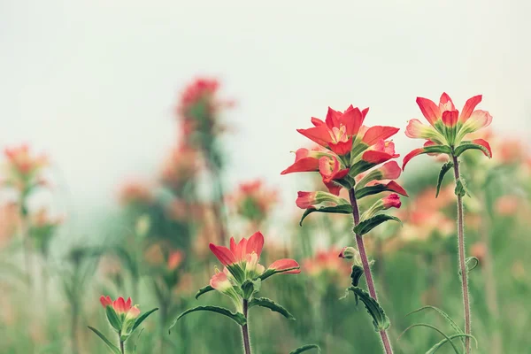 Indian paintbrush wilde bloemen — Stockfoto