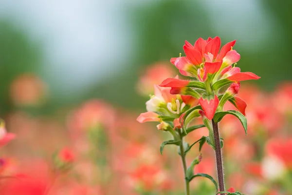 Pinceau indien fleur sauvage gros plan — Photo