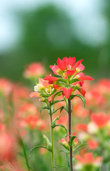 Indischer Pinsel Wildblumen — Stockfoto