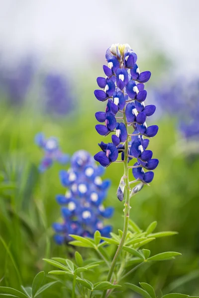 Texas bluebonnet (Lupinus texensis) — Stok fotoğraf