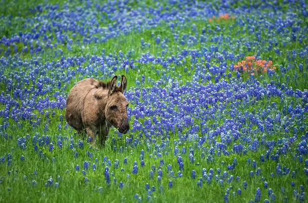 Osioł wypasu na pastwiskach Texas bluebonnet — Zdjęcie stockowe