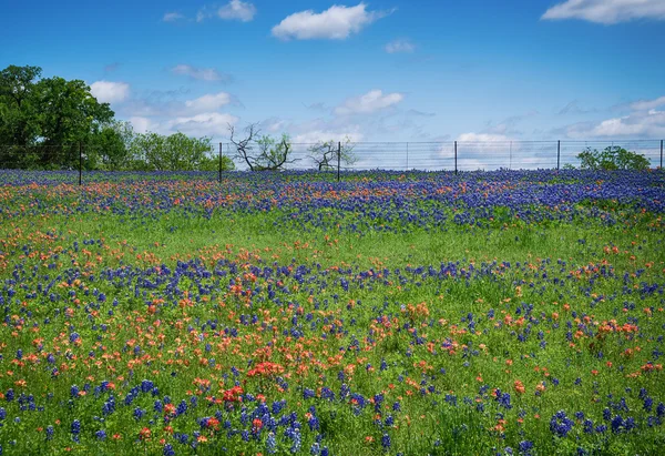 Campo de flores silvestres en Texas primavera — Foto de Stock