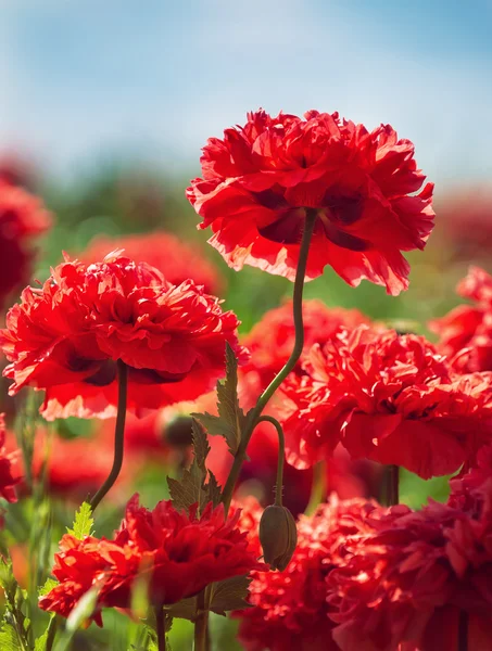 Red carnation poppies blooming in spring — Stock Photo, Image