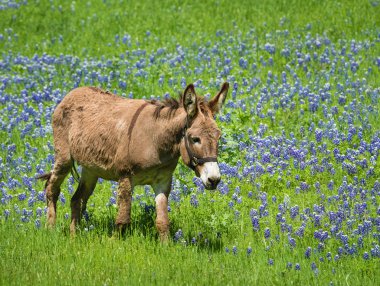 Texas bluebonnet mera üzerinde otlatma eşek