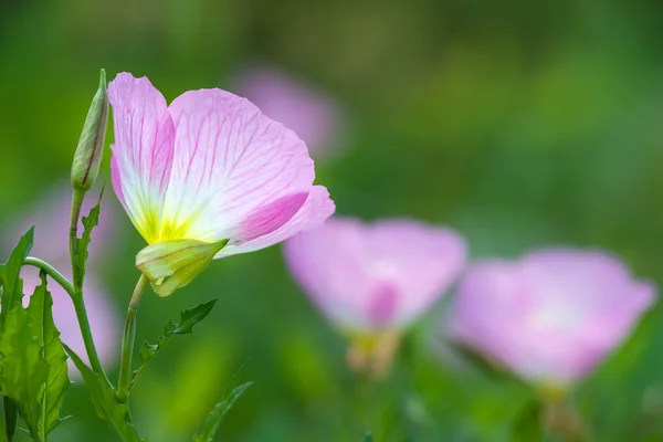 Rózsaszín este Primrose (Oenothera speciosa) Stock Kép