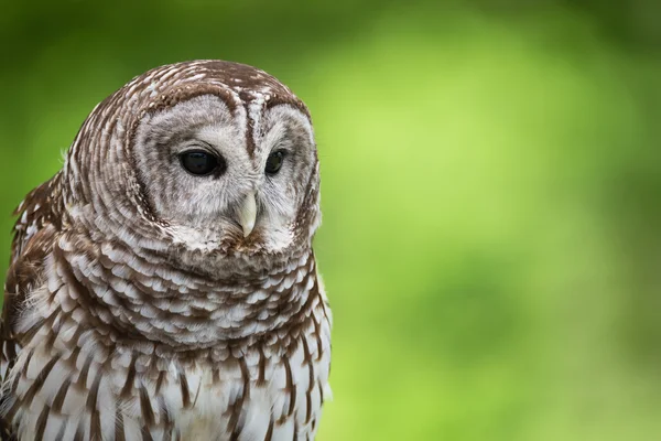 Çizgili baykuş (Strix varia) — Stok fotoğraf